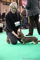 Crufts2011_2 1264